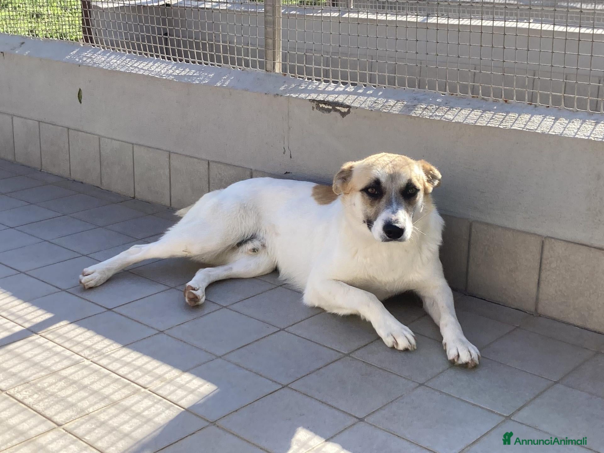 Meticcio cani Babà, dolcissimo piccoletto cerca famiglia - Annuncio 8
