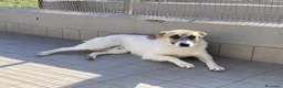 Meticcio cani in regalo: Babà, dolcissimo piccoletto cerca famiglia - Annuncio 1