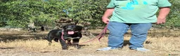 Meticcio cani in regalo: Merdida cerca casa  - Annuncio 6