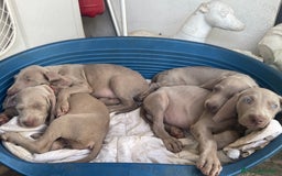 Weimaraner cani in vendita: Cuccioli Weimaraner pubblicita segugio a Provincia di Padova - Immagine 2