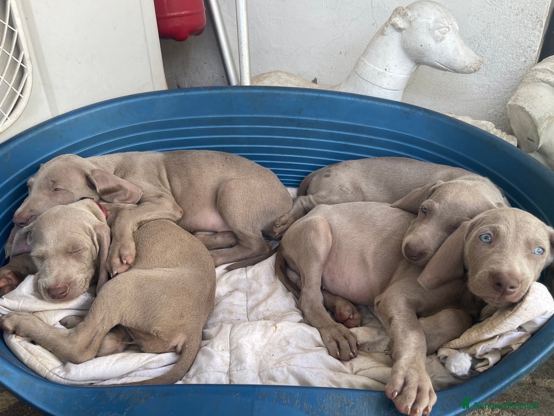 Weimaraner cani in vendita: Cuccioli Weimaraner pubblicita segugio a Provincia di Padova - Immagine 2