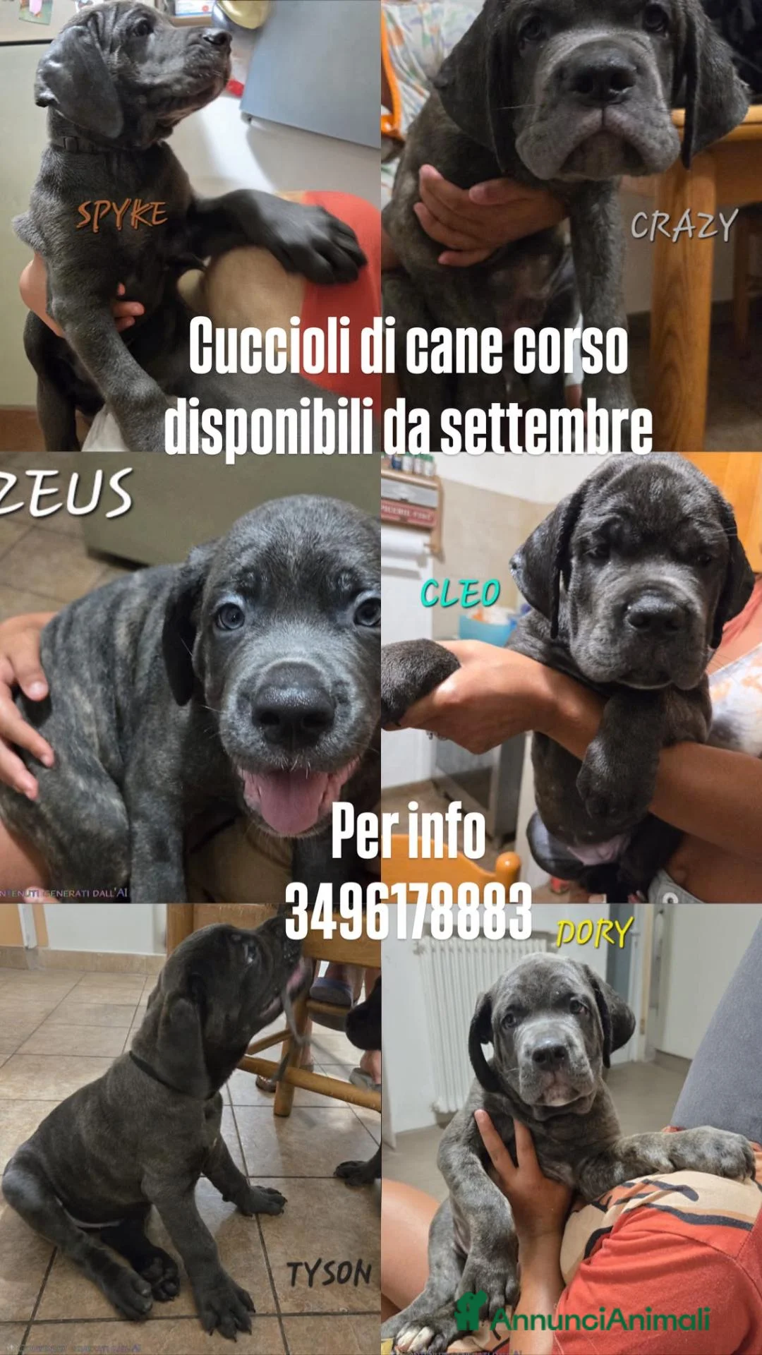 Cane Corso cani in vendita: CUCCIOLI CANE CORSO PURO a Provincia di Savona - Annuncio 3