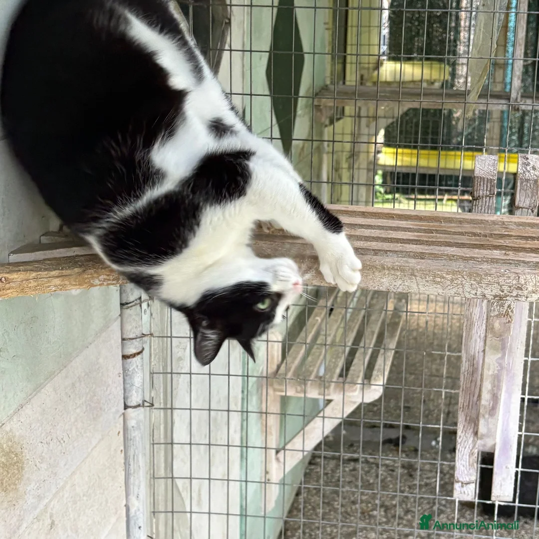 Europeo gatti in regalo: Gattina bianca e nera - Annuncio 8