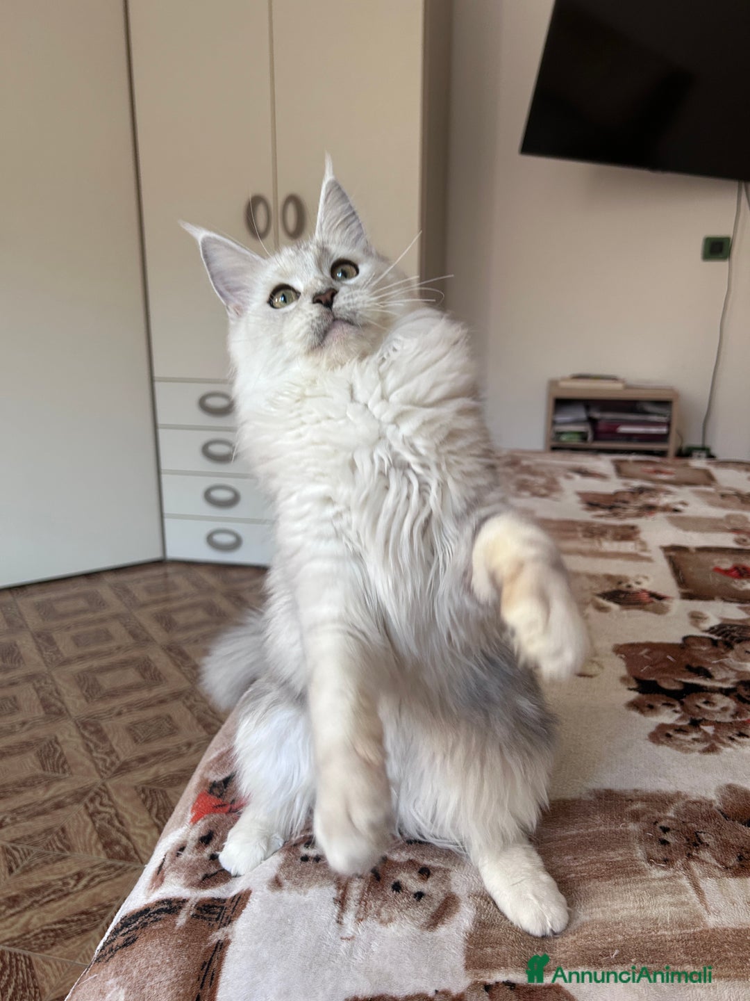 Maine Coon gatti in vendita: Femmina Maine Coon shaded - Annuncio 7