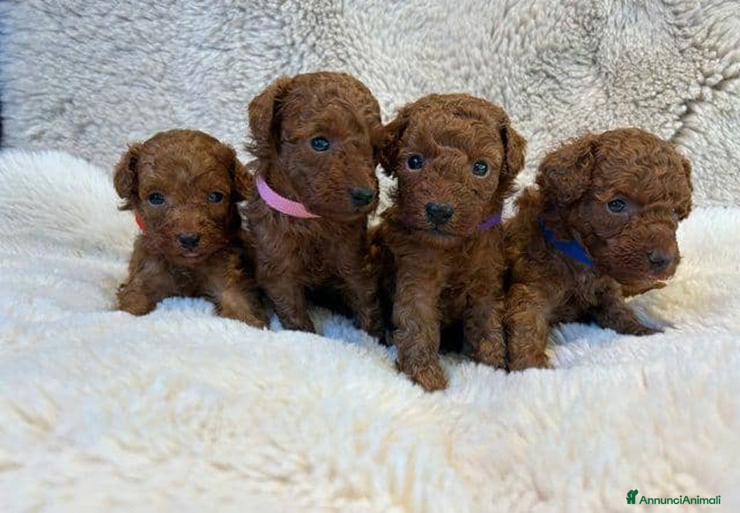 Barboncino Toy cani in vendita: Cuccioli di barboncino toy rossi - Annuncio 8