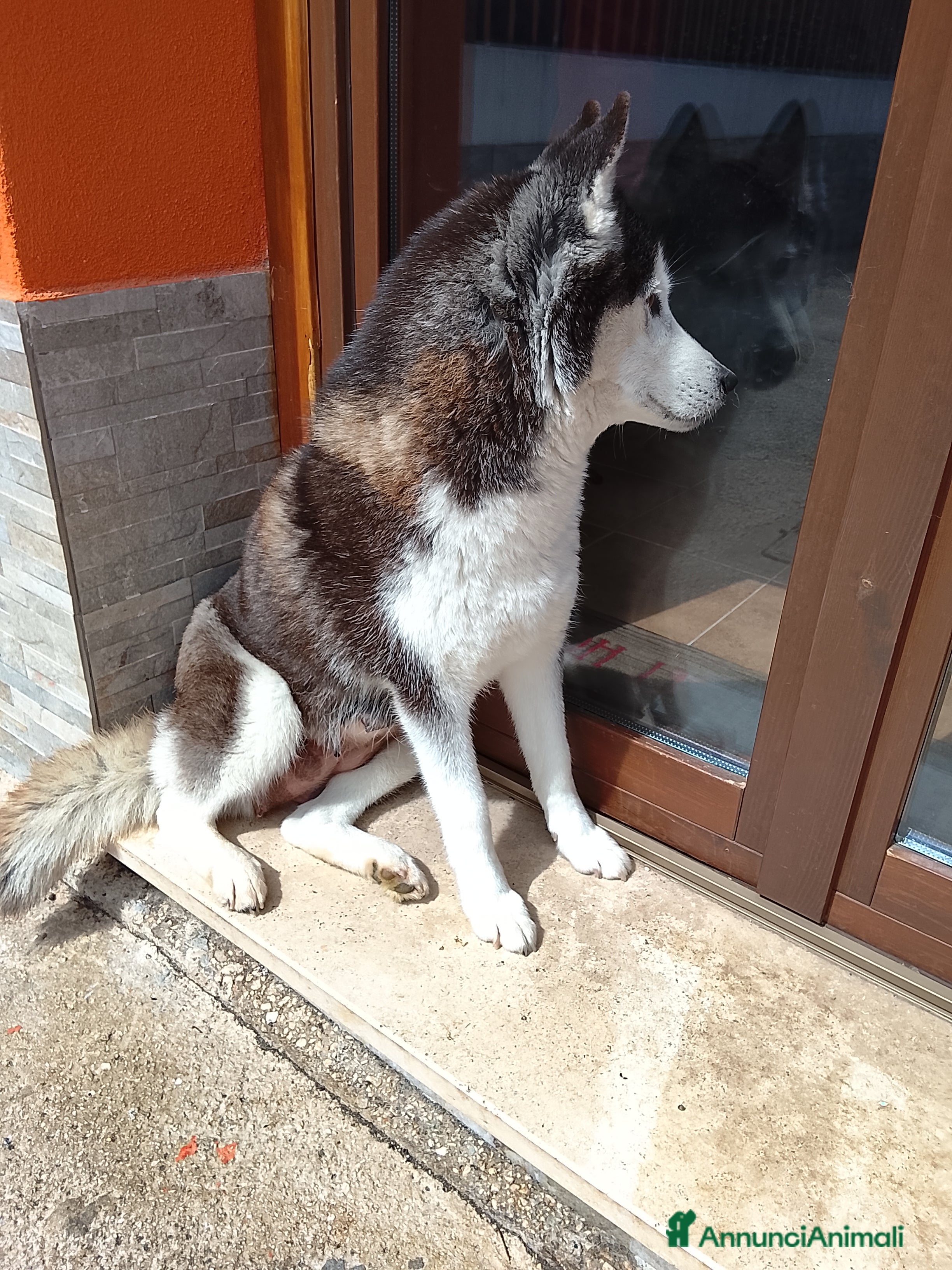 Husky cani Cucciole Siberian Husky  - Annuncio 1