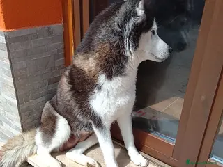 Husky cani Cucciole Siberian Husky - Annuncio 4