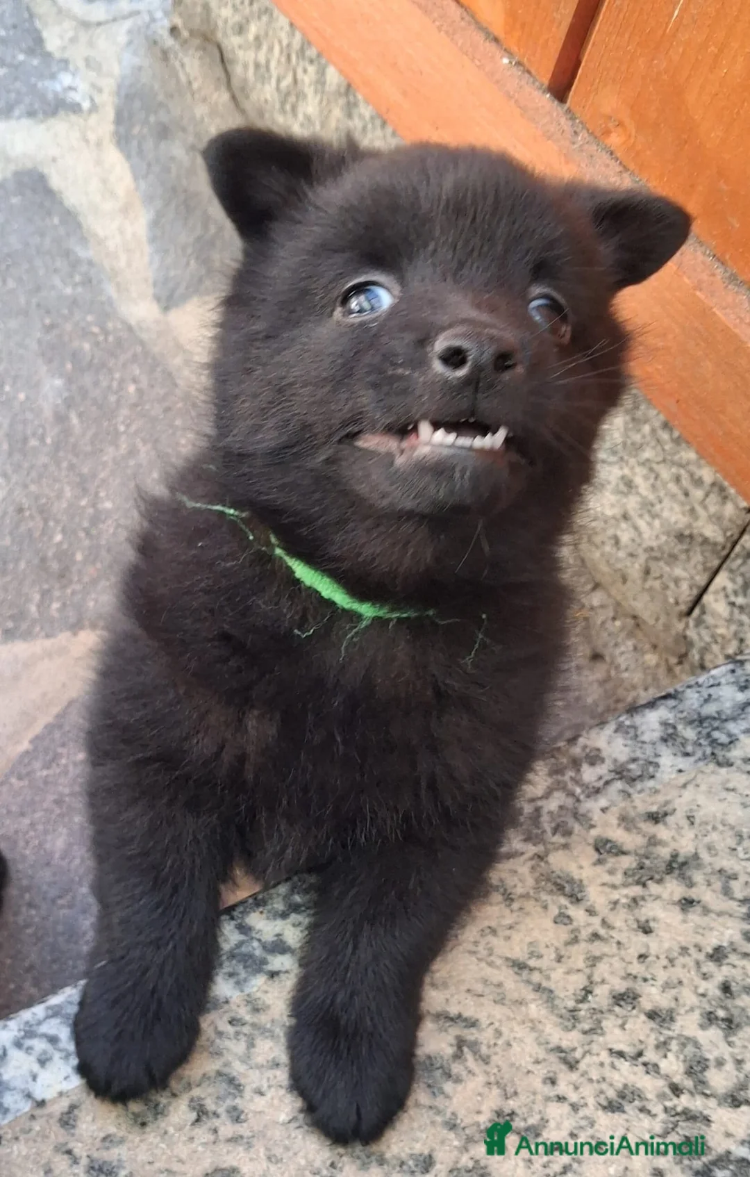 Schipperke cani in vendita: Cucciolata di schipperkee  - Annuncio 4