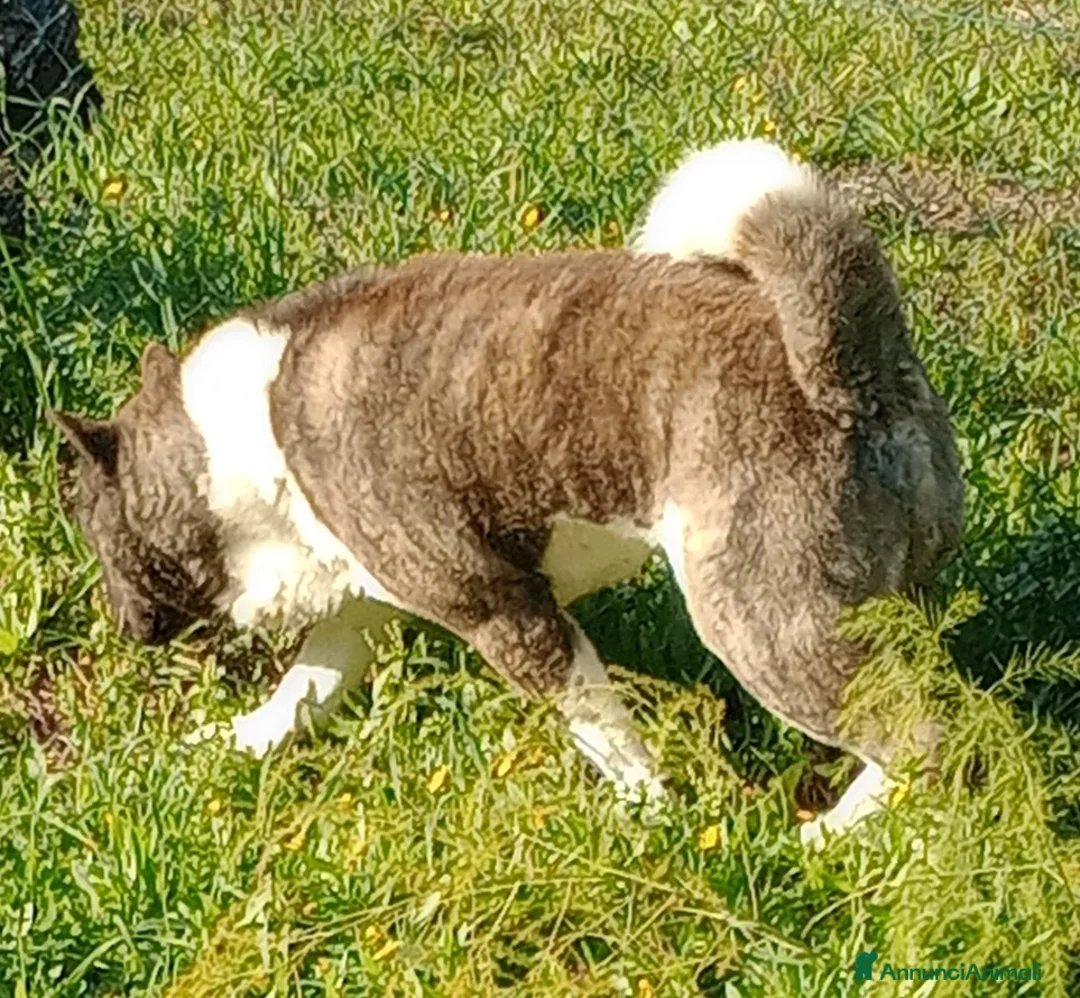 Akita Americano cani in vendita: AKITA AMERICANO  - Annuncio 4