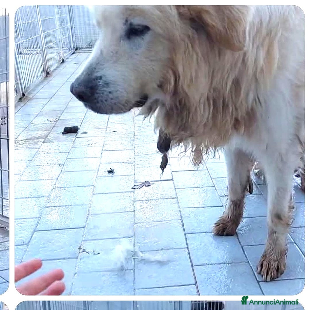 Meticcio cani in regalo: ADOZ.DEL SUPERCUORE: per pietà, urgentiss.stallo - Annuncio 1