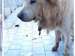 Meticcio cani ADOZ.DEL SUPERCUORE: per pietà, urgentiss.stallo - Annuncio 4