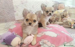 Chihuahua cani in vendita: Cuccioli Chihuahua a pelo lungo con Pedegree Enci  - Annuncio 7