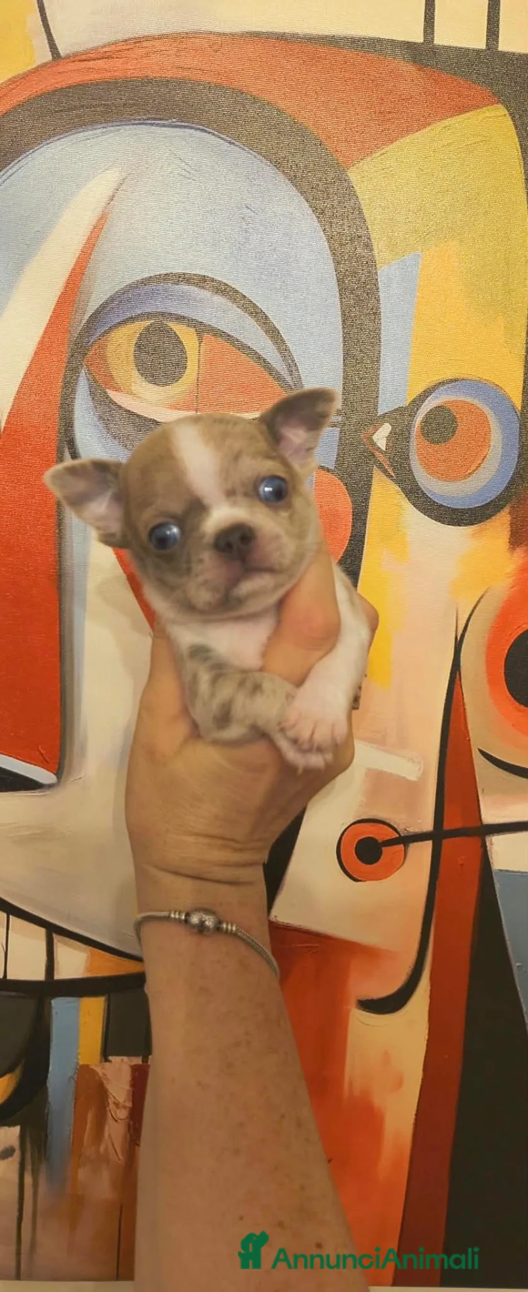 Chihuahua cani in vendita: Chihuahua maschio  - Annuncio 5
