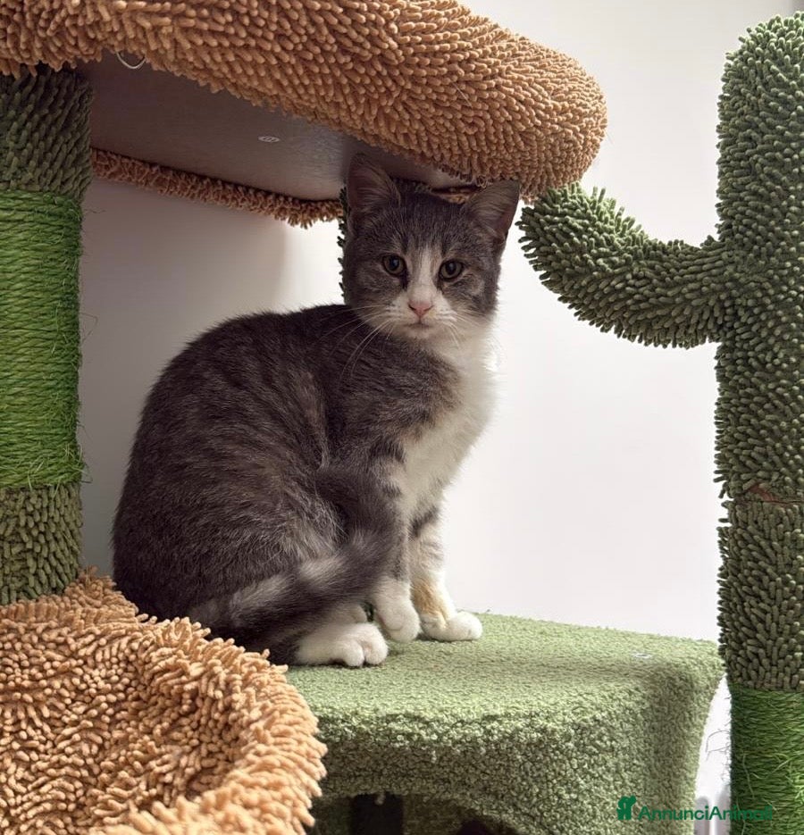 Europeo gatti Perla dolcissima micina cerca casa - Annuncio 10