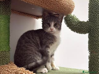 Europeo gatti Perla dolcissima micina cerca casa - Annuncio 10