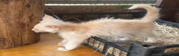 Maine Coon gatti in vendita: Maine coon con difetto prezzo simbolico  - Annuncio 6