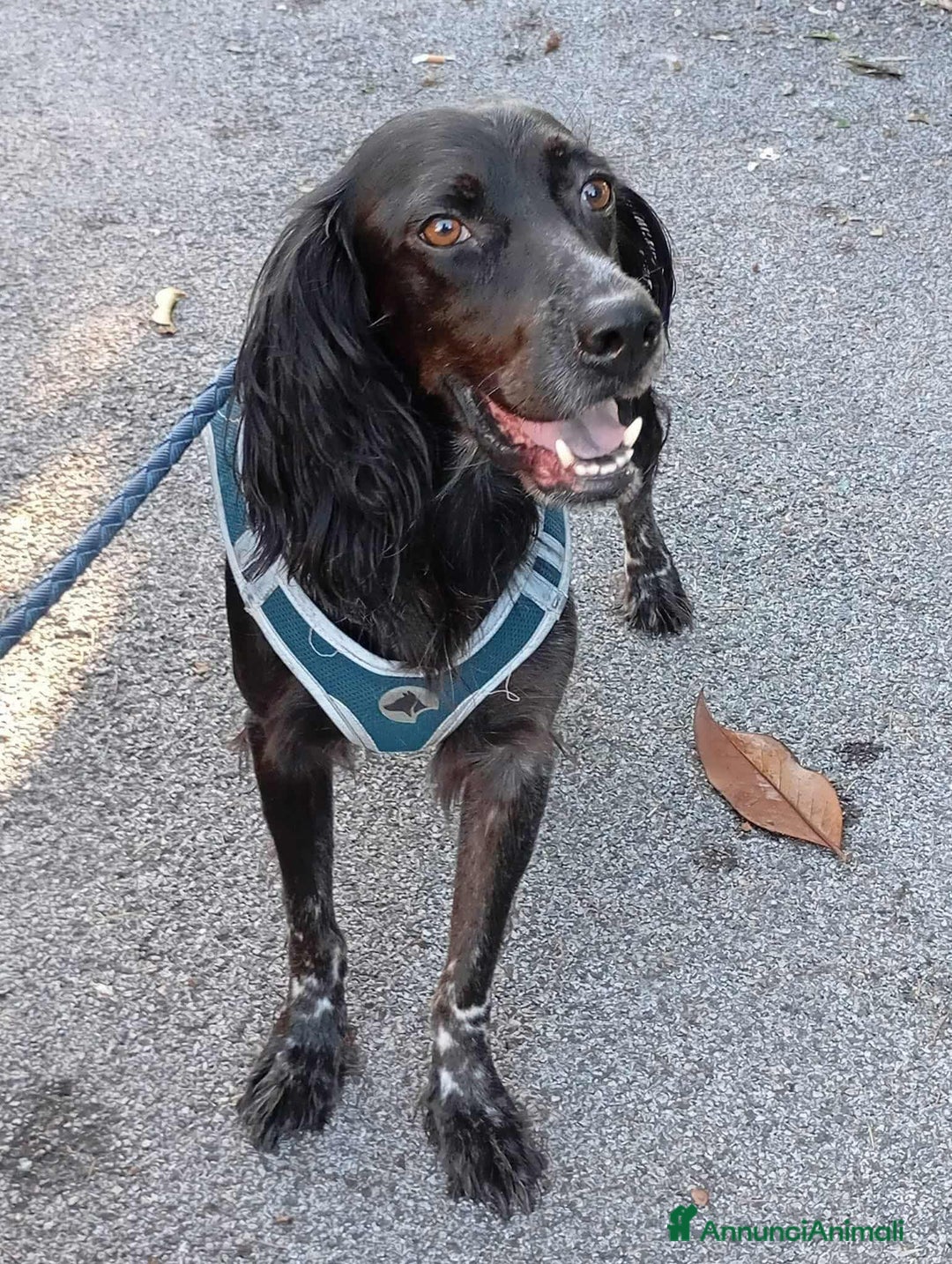 Setter Gordon cani in regalo: FREE, dolcissimo mix SETTER! Tg MEDIO-CONTENUTA - Annuncio 2