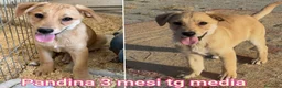 Meticcio cani in regalo: CUCCIOLI ABBANDONATI: URGENTE  a Città Metropolitana di Torino - Annuncio 8