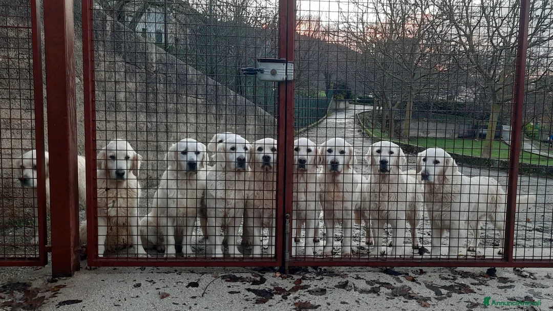 Immagine della galleria {{count}}