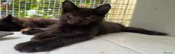 Maine Coon gatti in vendita: Maschietto nero di maine coon (Black Velvet) - Annuncio 10