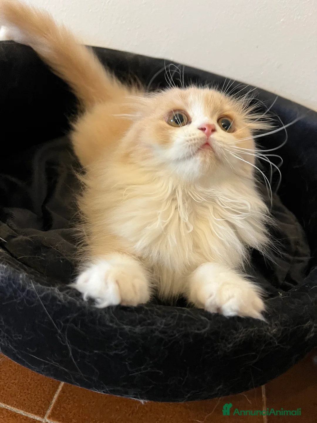 Immagine della galleria {{count}}