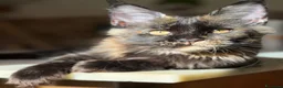 Maine Coon gatti in vendita: Cucciola Maine Coon Black tortie- Pedigree Anfi - Annuncio 8