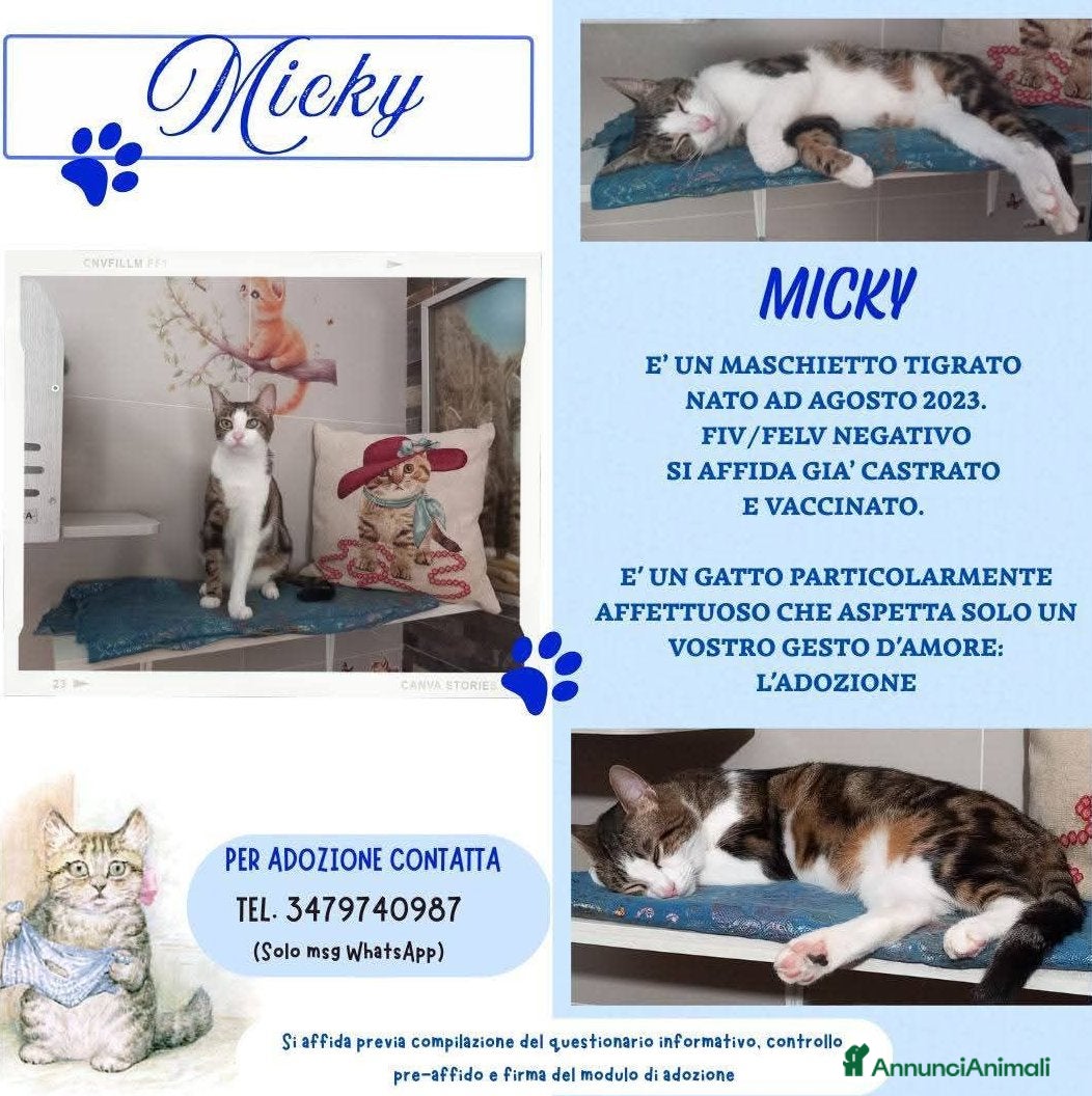 Europeo gatti Affettuoso gattino da adottare, MICKY ! - Annuncio 2