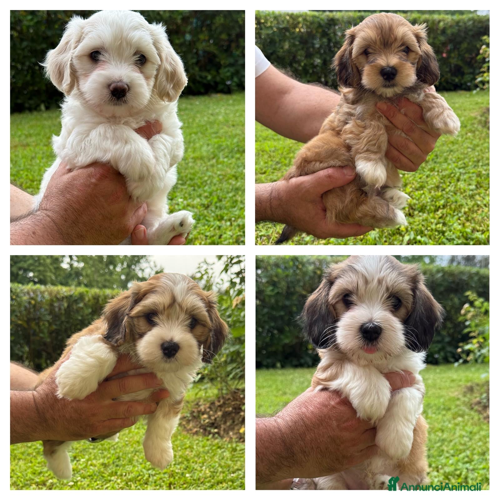 Bichon cani BICHON HAVANESE - Annuncio 2