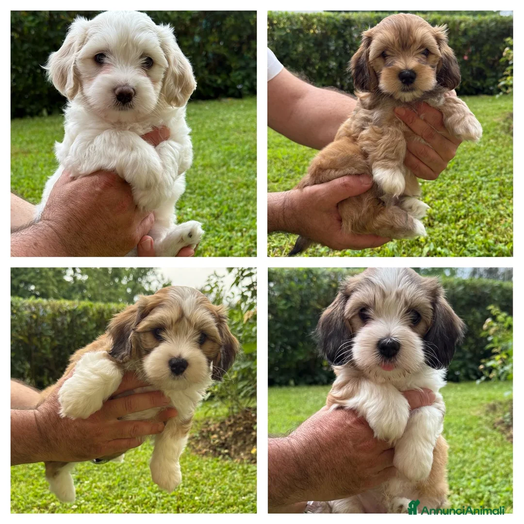 Bichon cani in vendita: BICHON HAVANESE - Annuncio 2