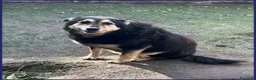 Meticcio cani in regalo: PONCHO dolcissimo patatone - Annuncio 3