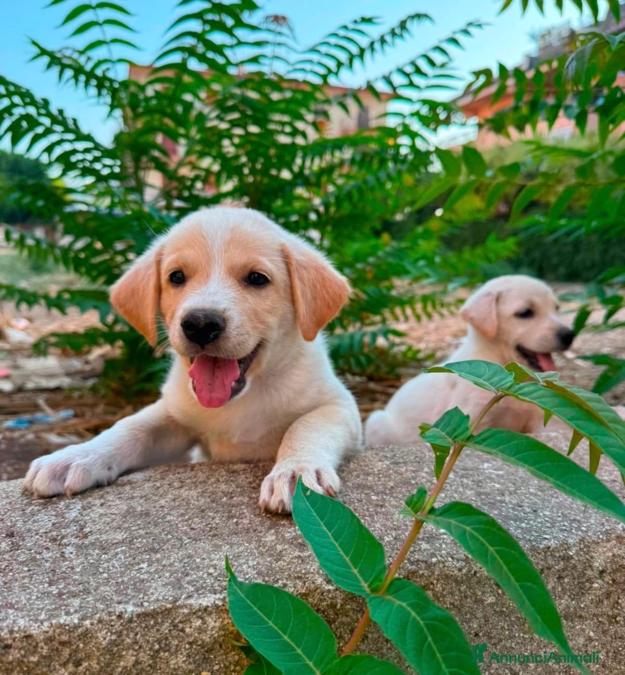 Meticcio cani Miele favoloso cucciolo simil labrador - Annuncio 13