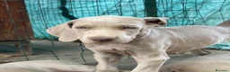 Weimaraner cani in vendita: Cucciolo di weimaraner  - Annuncio 4