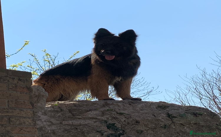 Pastore Tedesco cani a Provincia di Treviso - Annuncio 13