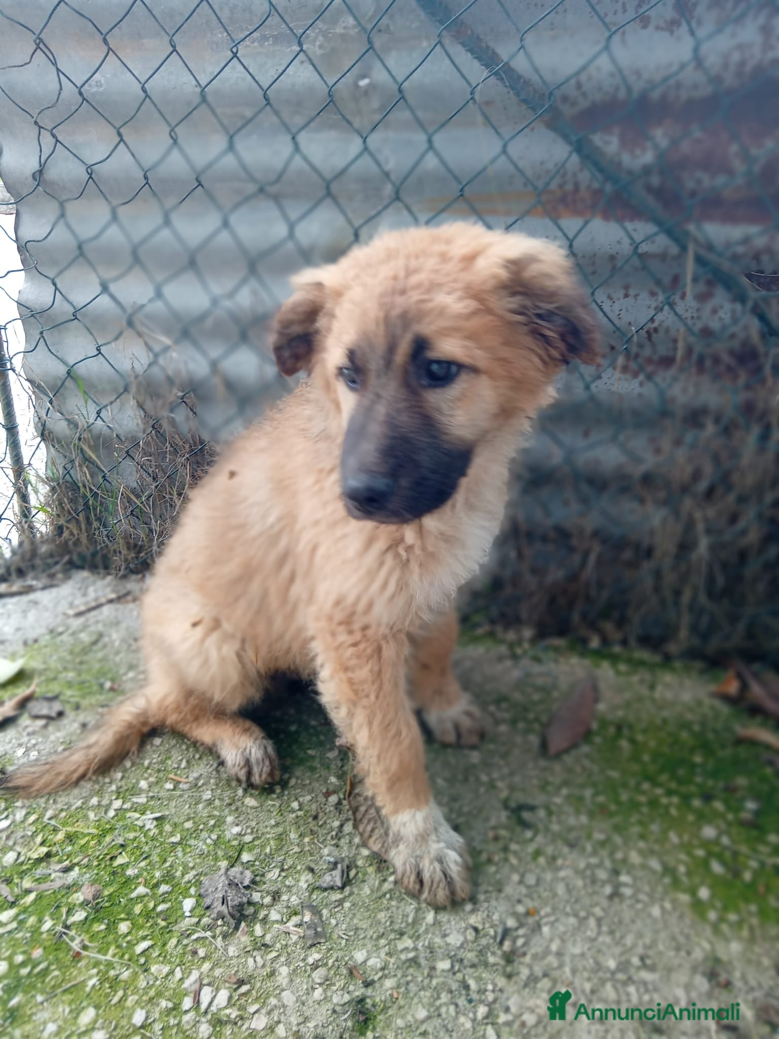 Meticcio cani Tonino, 5 mesi, simil belga. Socievolissimo - Annuncio 5
