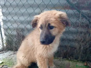 Meticcio cani Tonino, 5 mesi, simil belga. Socievolissimo - Annuncio 5