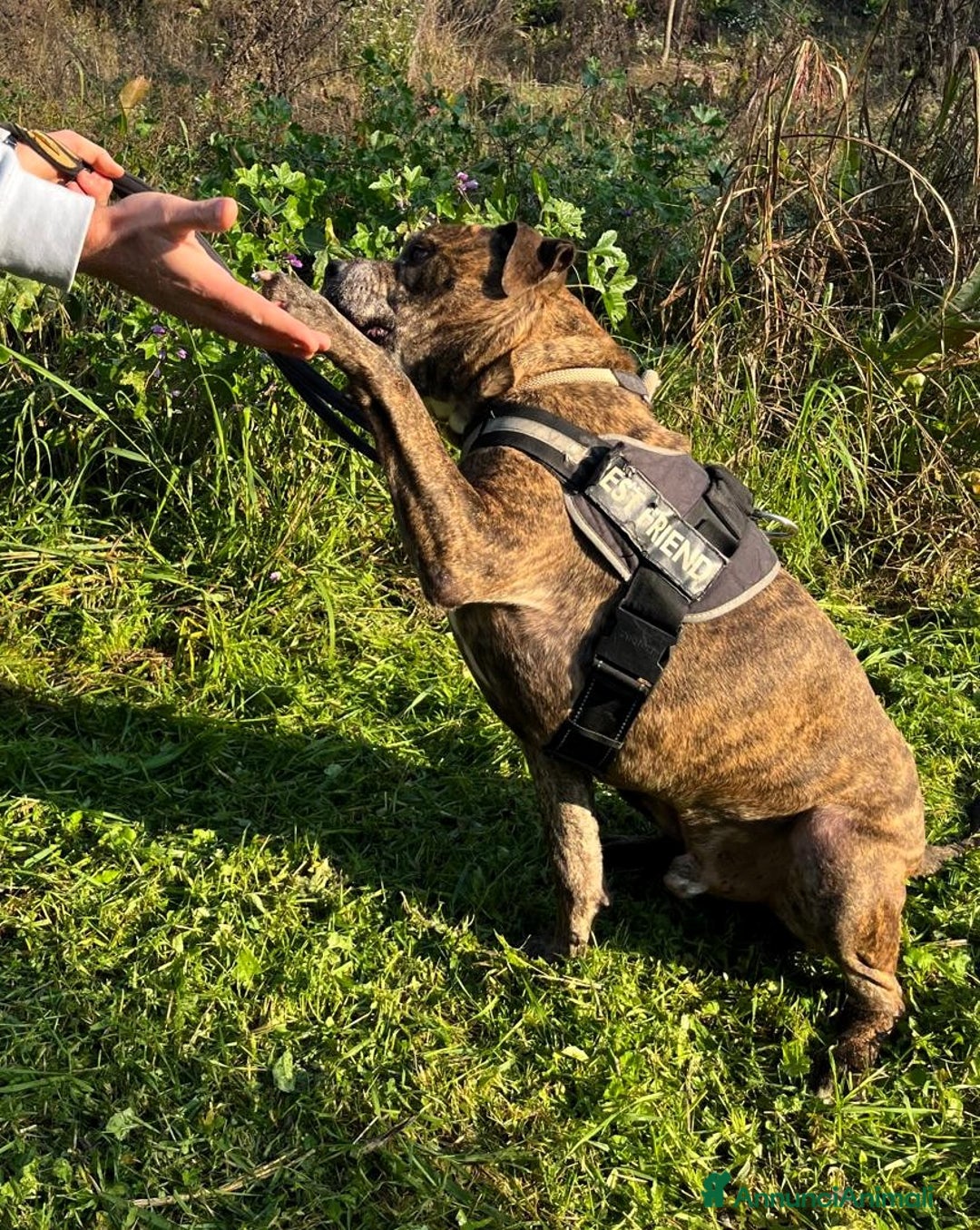 Meticcio cani in regalo: THOR PIT SIMPATICO - Annuncio 2