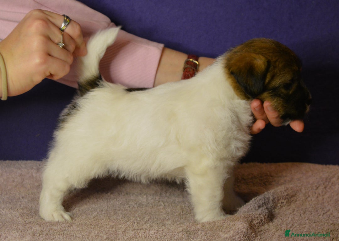Jack Russell cani in vendita: ultimi cuccioli Jack russell terrier a pelo duro - Annuncio 7