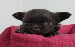 Chihuahua cani in vendita: Cuccioli di chihuahua a pelo lungo - Immagine 8