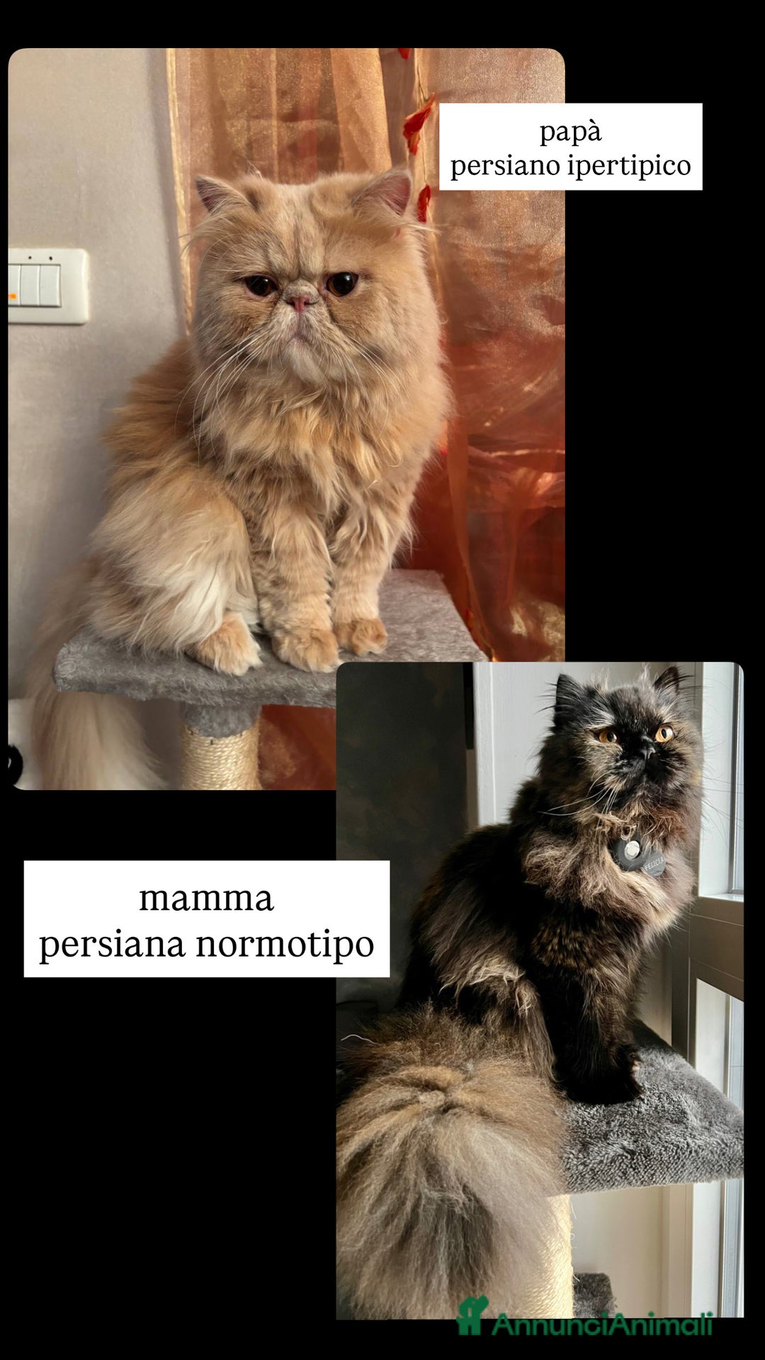 Persiano gatti in vendita: Gattini persiani nati il 17/10 - Annuncio 9