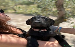 Meticcio cani in regalo: 8 cuccioli da salvare, 4 mesi: Gohan, Goku, ... a Provincia di Bergamo - Immagine 21