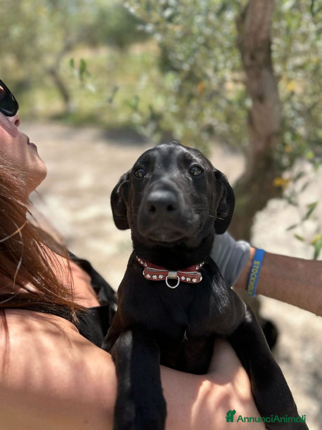 Meticcio cani in regalo: 8 cuccioli da salvare, 4 mesi: Gohan, Goku, ... a Provincia di Bergamo - Immagine 21