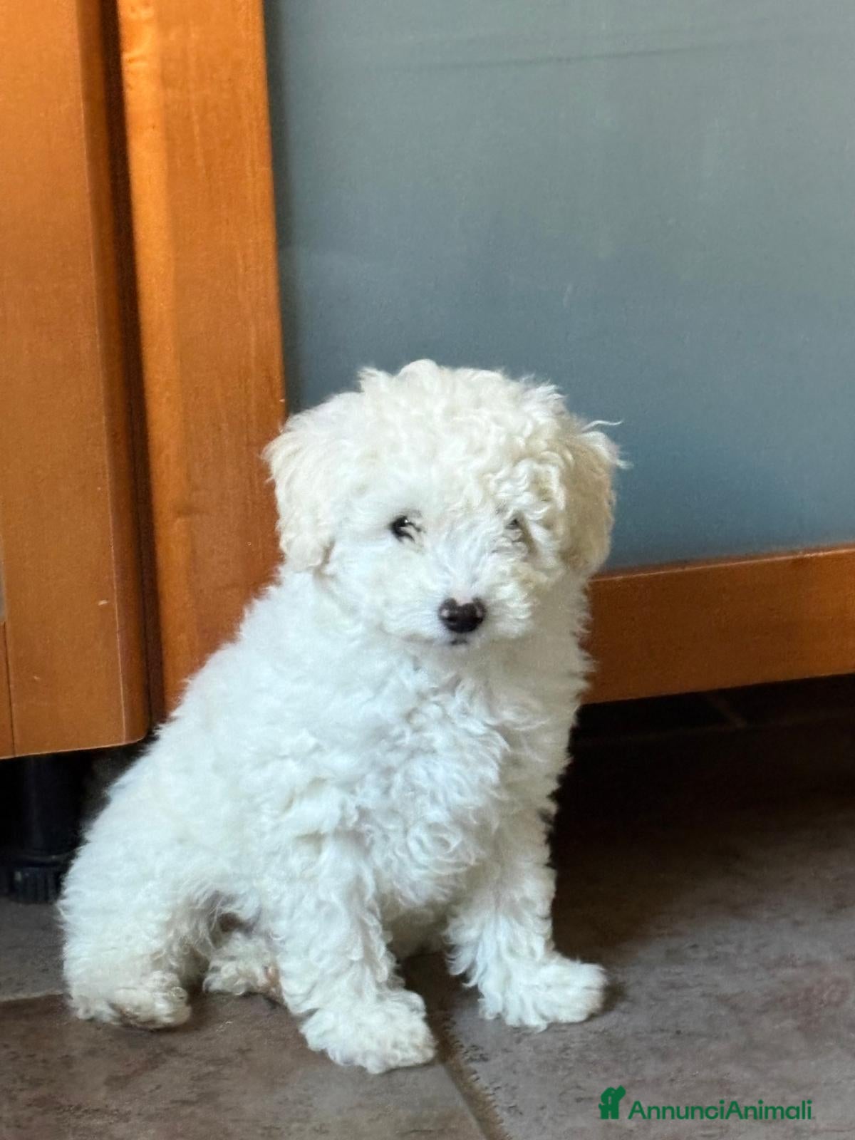 Barboncino cani Barbone nano - Annuncio 1