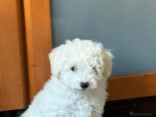 Barboncino cani Barbone nano - Annuncio 1