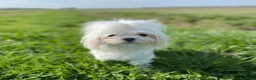 Maltese cani in vendita: Cucciolo di maltese con pedigree ENCI  - Annuncio 3
