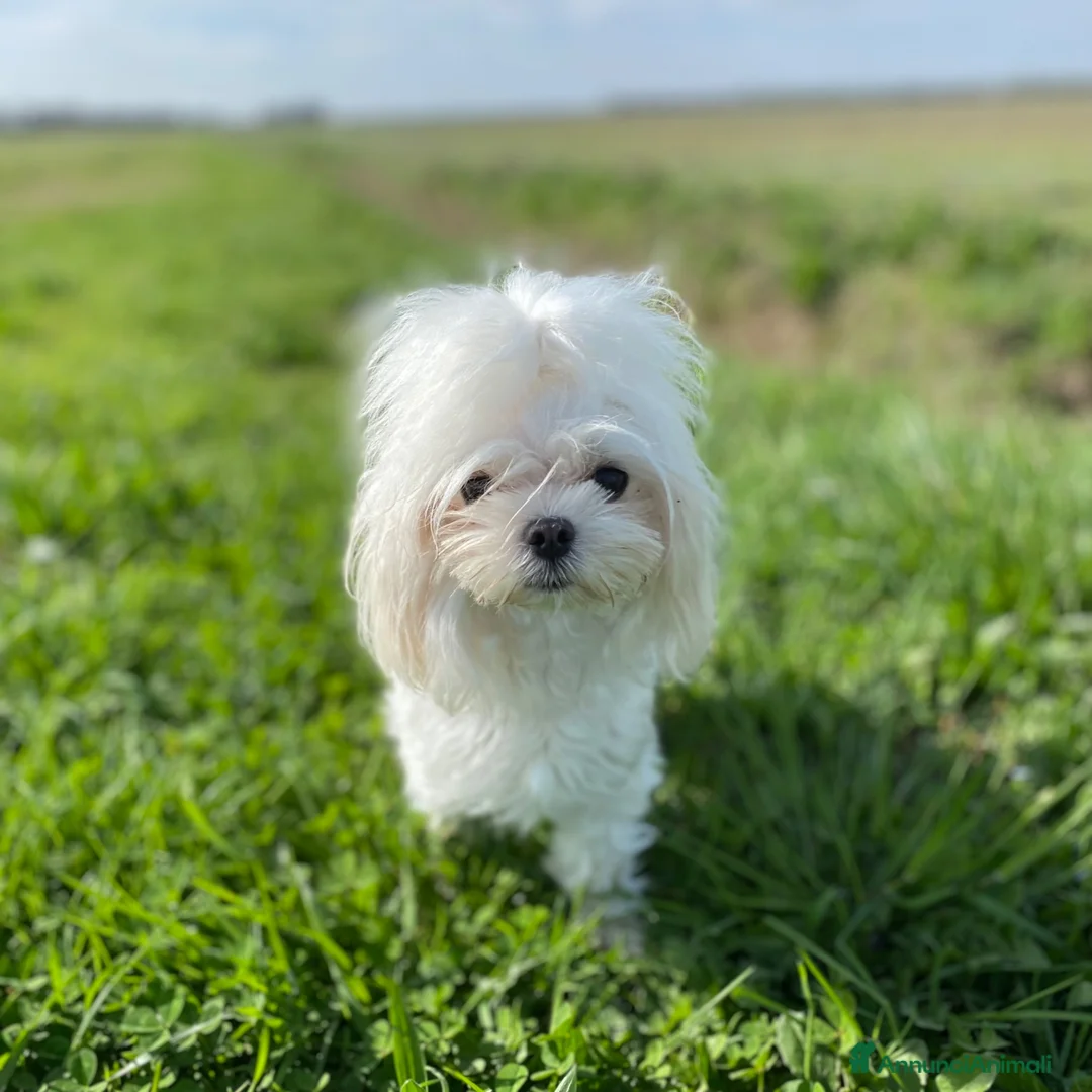 Maltese cani in vendita: Cucciolo di maltese con pedigree ENCI  - Annuncio 3