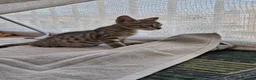 Meticcio gatti in regalo: Giulius il bello - Annuncio 9
