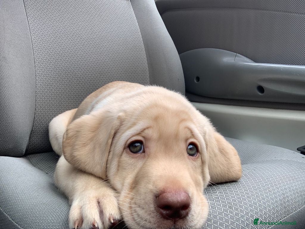 Labrador cani Seven cerca fidanzata.🐾🩵 - Annuncio 2