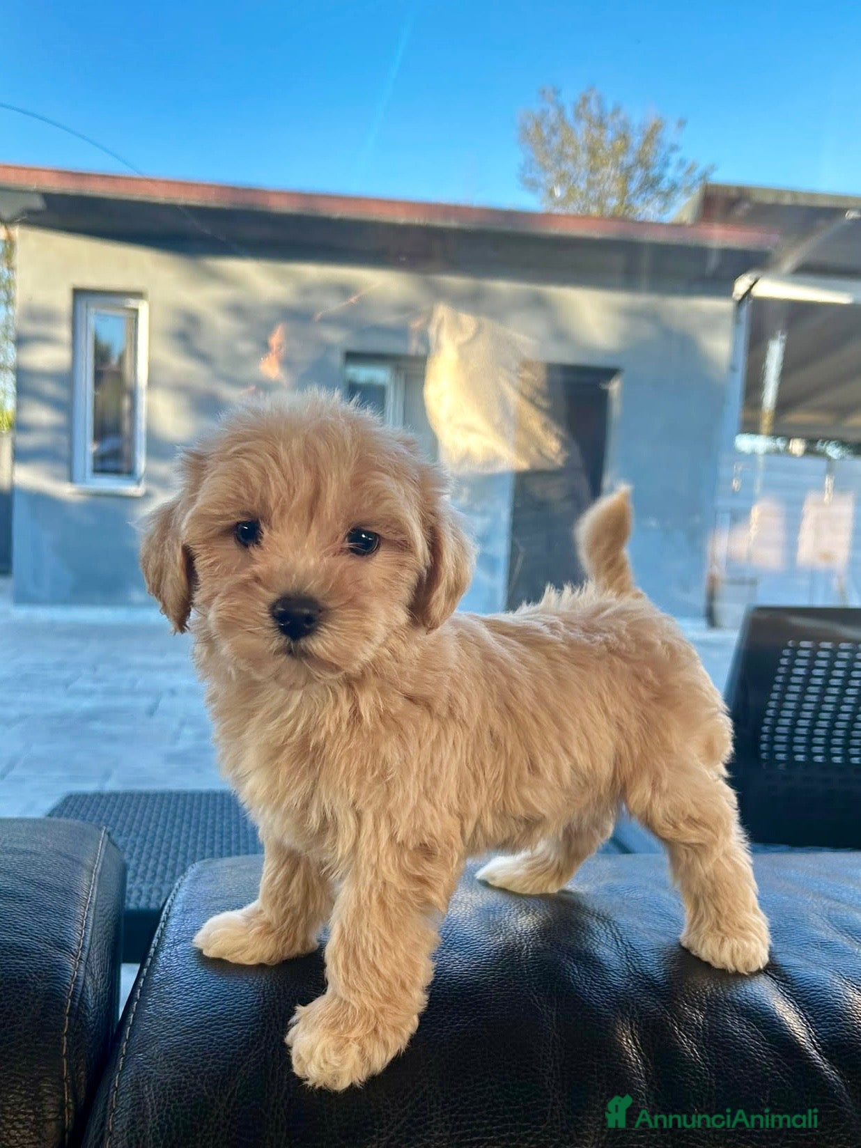 Maltipoo cani Maltipoo - Annuncio 7