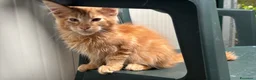 Maine Coon gatti in vendita: Maschietto rosso di maine coon - Annuncio 6