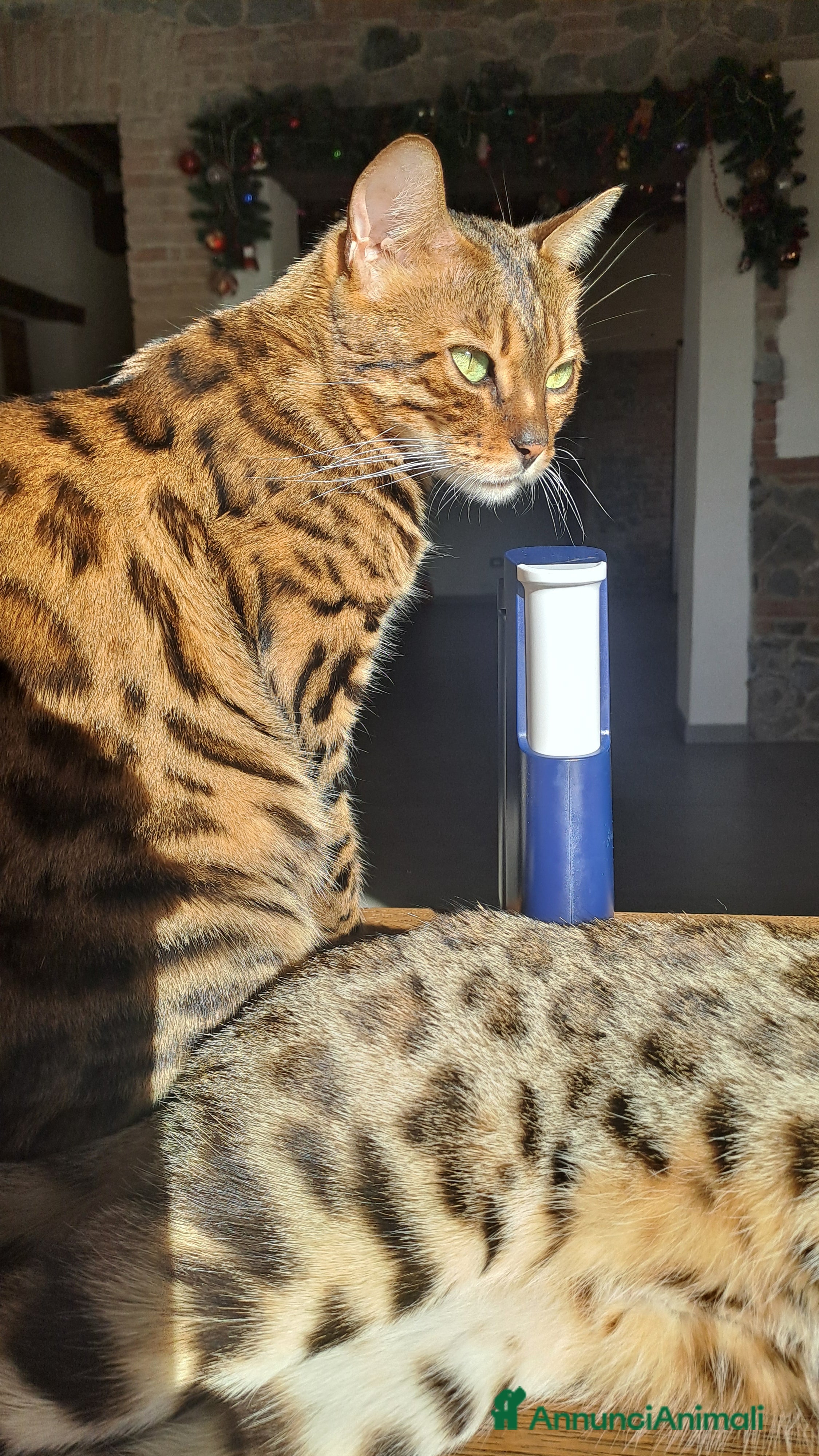 Bengala gatti Maschietto Bengala  - Annuncio 2